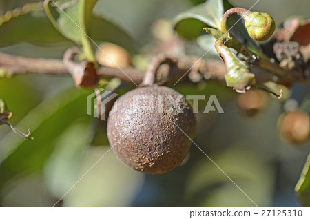 Tea fruit 27125310