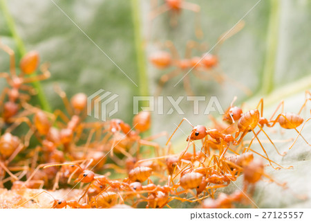 Red ant,Weaver Ants (Oecophylla smaragdina) Red ant,Weaver Ants (Oecophylla smaragdina) 27125557