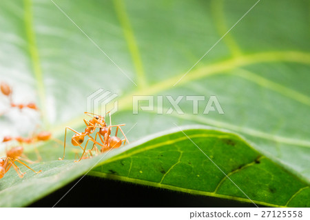 Red ant,Weaver Ants (Oecophylla smaragdina) Red ant,Weaver Ants (Oecophylla smaragdina) 27125558