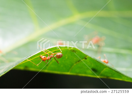 Red ant,Weaver Ants (Oecophylla smaragdina) Red ant,Weaver Ants (Oecophylla smaragdina) 27125559