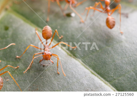Red ant,Weaver Ants (Oecophylla smaragdina) Red ant,Weaver Ants (Oecophylla smaragdina) 27125560