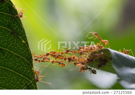 Ant bridge unity team 27125568