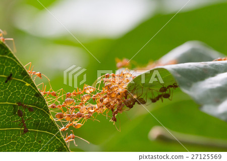 Ant bridge unity team Ant bridge unity team 27125569