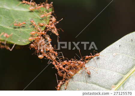 Ant bridge unity team Ant bridge unity team 27125570