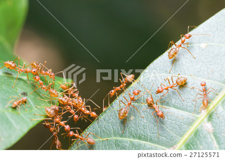 Ant bridge unity team 27125571