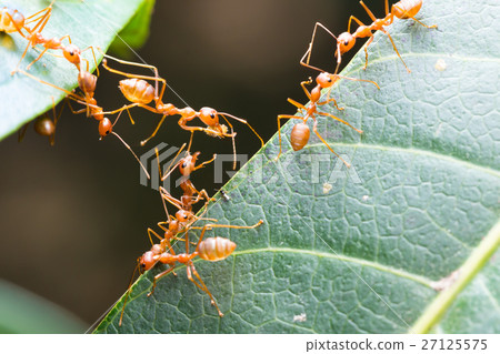 Ant bridge unity team Ant bridge unity team 27125575