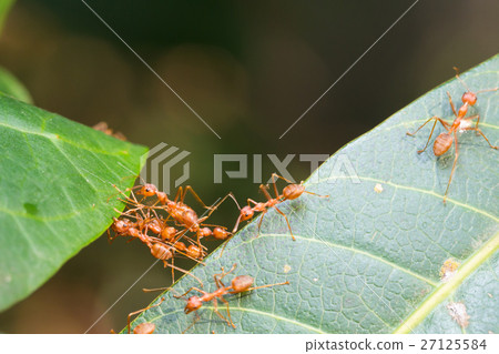 Ant bridge unity team Ant bridge unity team 27125584