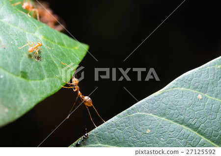 Ant bridge unity team Ant bridge unity team 27125592