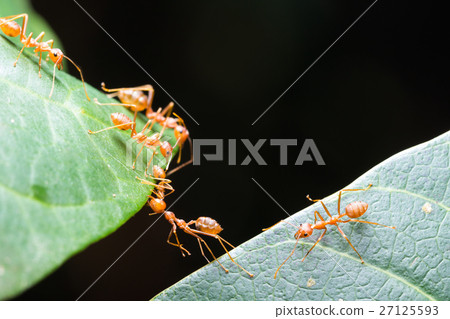 Ant bridge unity team Ant bridge unity team 27125593