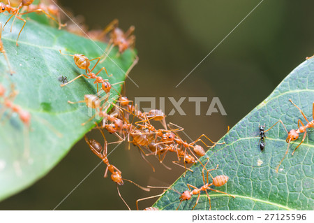 Ant bridge unity team Ant bridge unity team 27125596
