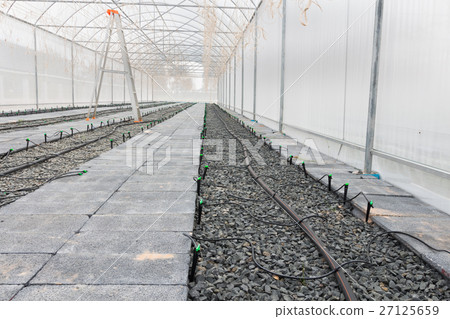 young sprout of japanness melons  27125659