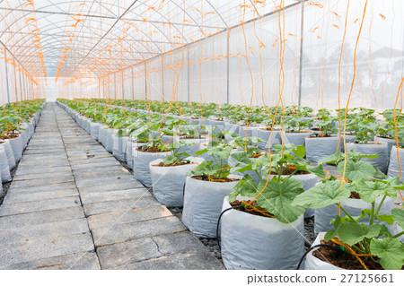 young sprout of japanness melons 27125661