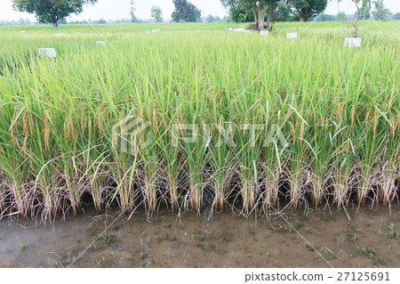 Paddy field Paddy field 27125691