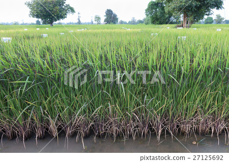 Paddy field Paddy field 27125692