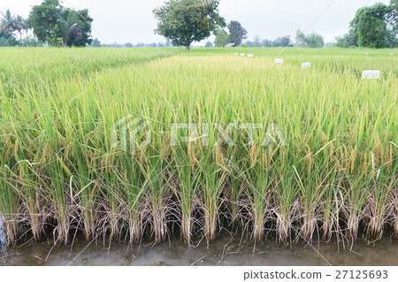Paddy field 27125693
