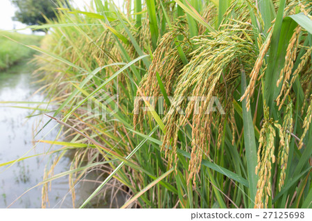 Paddy field Paddy field 27125698