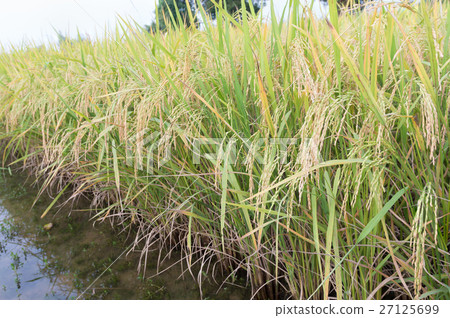 Paddy field Paddy field 27125699