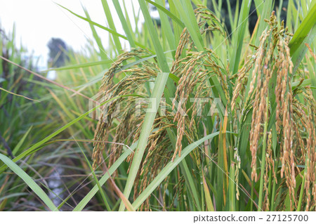 Paddy field Paddy field 27125700