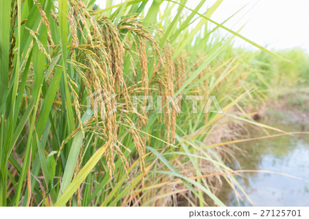 Paddy field Paddy field 27125701