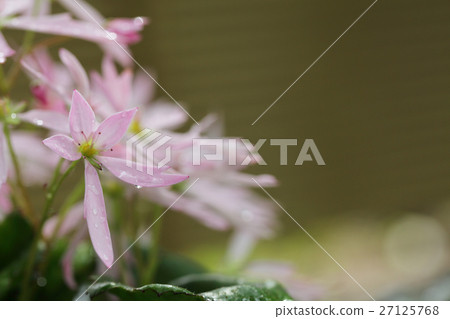 Flowers and rain drops of Shigeru / Shimanto Flowers and rain drops of Shigeru / Shimanto 27125768