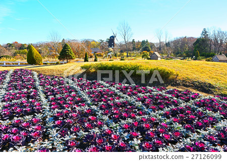 Funabashi Andersen Park, leaf button of the flower castle zone (December) Funabashi, Chiba 27126099