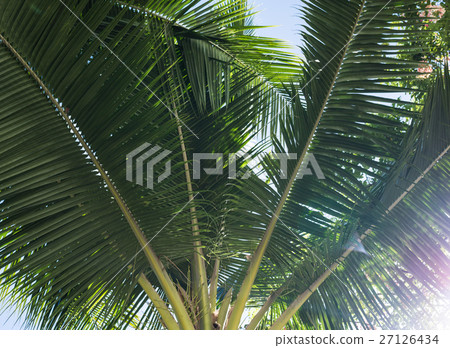 Palm tree 27126434