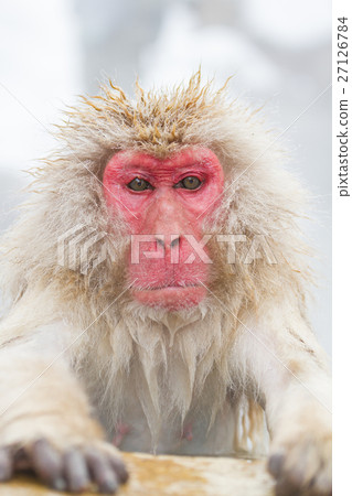 Japanese monkey entering the Nagano __ hot spring 27126784