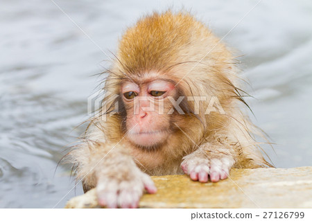 Child monkey entering Nagano _ hot spring Child monkey entering Nagano _ hot spring 27126799
