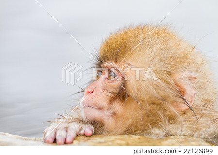 Child monkey entering Nagano _ hot spring 27126899