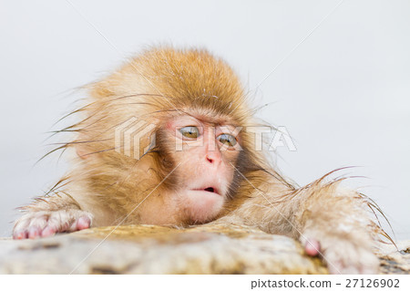 進入長野_溫泉的兒童猴子 進入長野_溫泉的兒童猴子 27126902