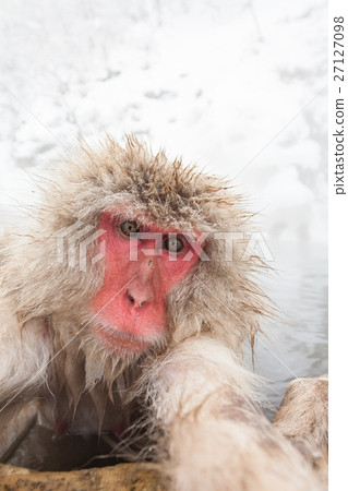 Japanese monkey entering the Nagano __ hot spring 27127098
