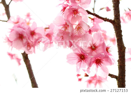 陽光櫻花 27127153