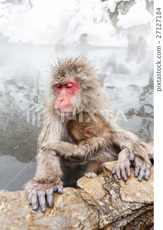 父母和小孩猴子進入長野_溫泉 27127184