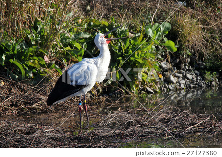鸛 27127380