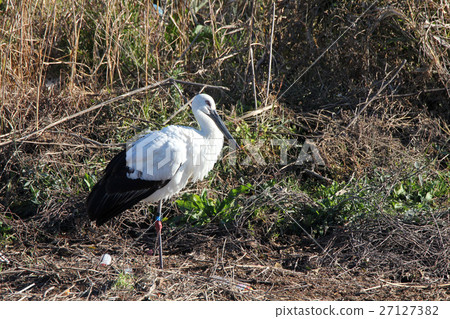 Stork Stork 27127382