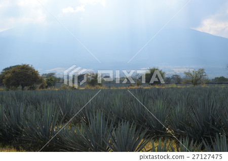 龍舌蘭(墨西哥龍舌蘭酒村) 龍舌蘭(墨西哥龍舌蘭酒村) 27127475