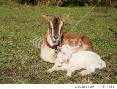 Amaning child goat 27127514