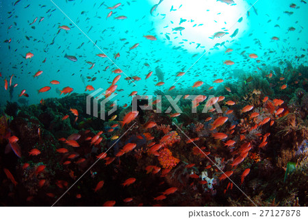 海戈爾迪 海戈爾迪 27127878