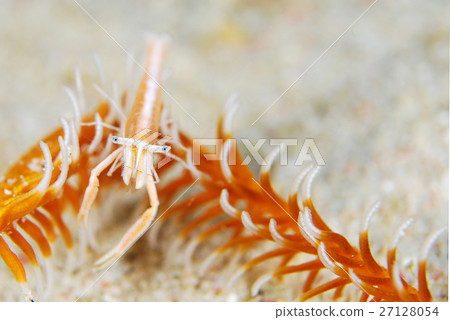 一隻小蝦 27128054