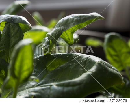 A spider's child 27128076