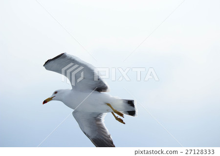 鳥兒飛翔 鳥兒飛翔 27128333