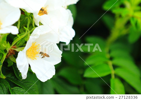 蜜蜂和玫瑰 27128336