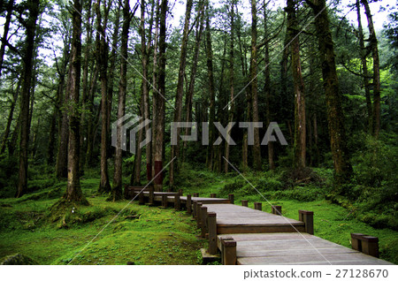 阿里山森林步道 27128670