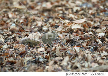 台灣牧草 27128700