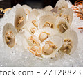 close up of scallop shell on ice 27128823