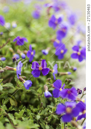 Purple Rock Cress Purple Rock Cress 27130463