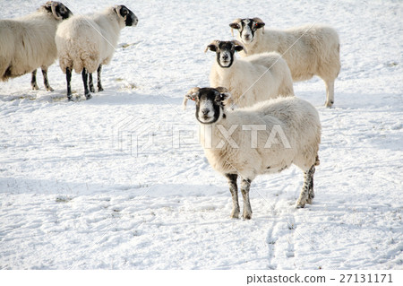 Sheep nestling in the field where snow is piled at the outskirts of Scotland 27131171