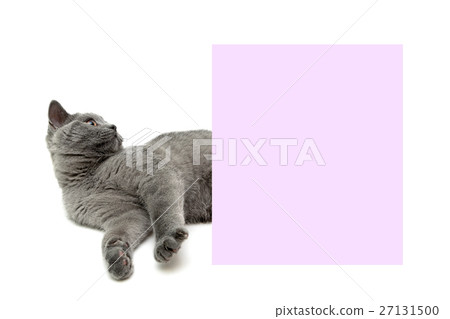 kitten lies near a banner on a white background 27131500