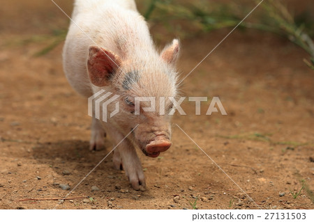 Mini pig 27131503