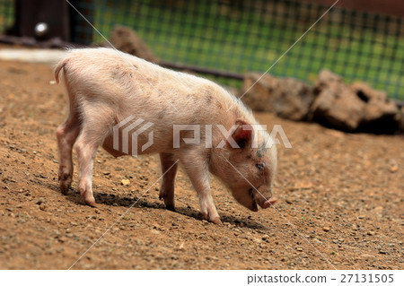 Mini pig Mini pig 27131505